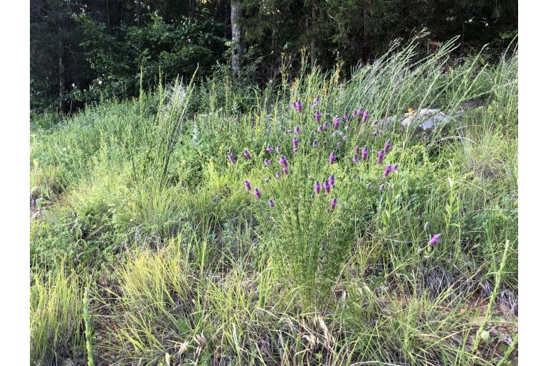 Dalea purpurea -1338