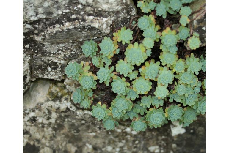 Rhodiola pachyclados -1349