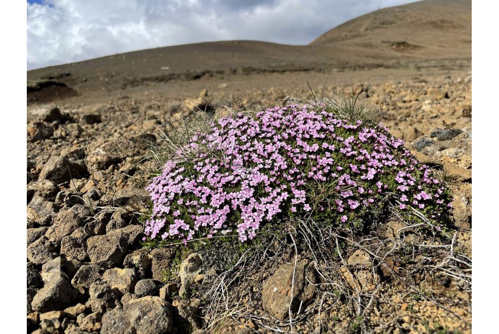 Stengelloze silene