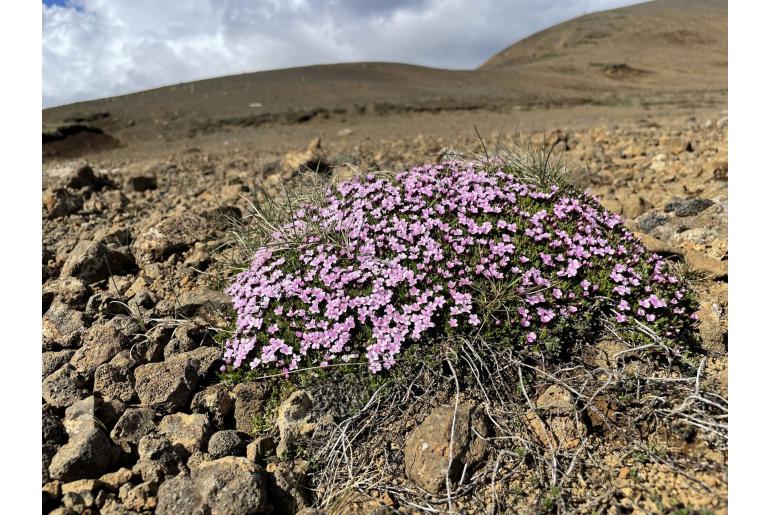 Silene acaulis -1354