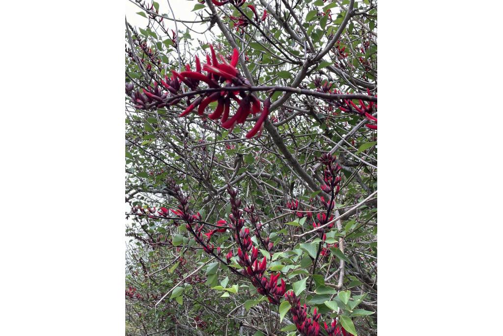 Koraal erythrina