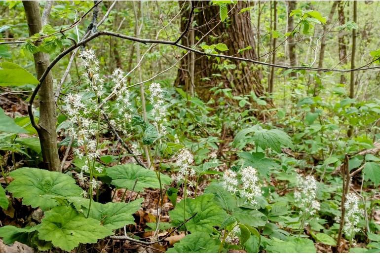 Tiarella cordifolia -1360