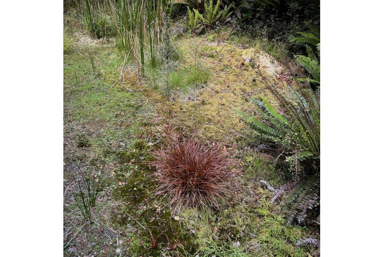 Carex punicea -1361