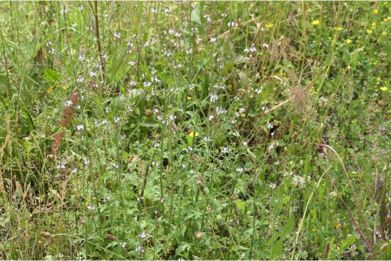 Verbena officinalis -1364