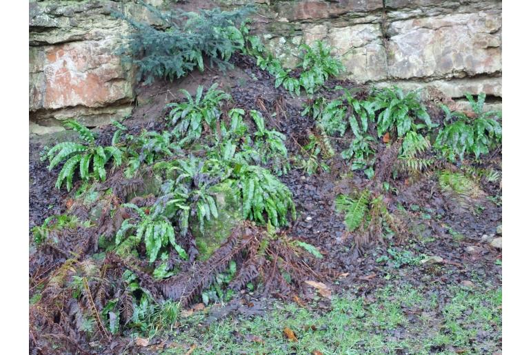 Asplenium scolopendrium -1369