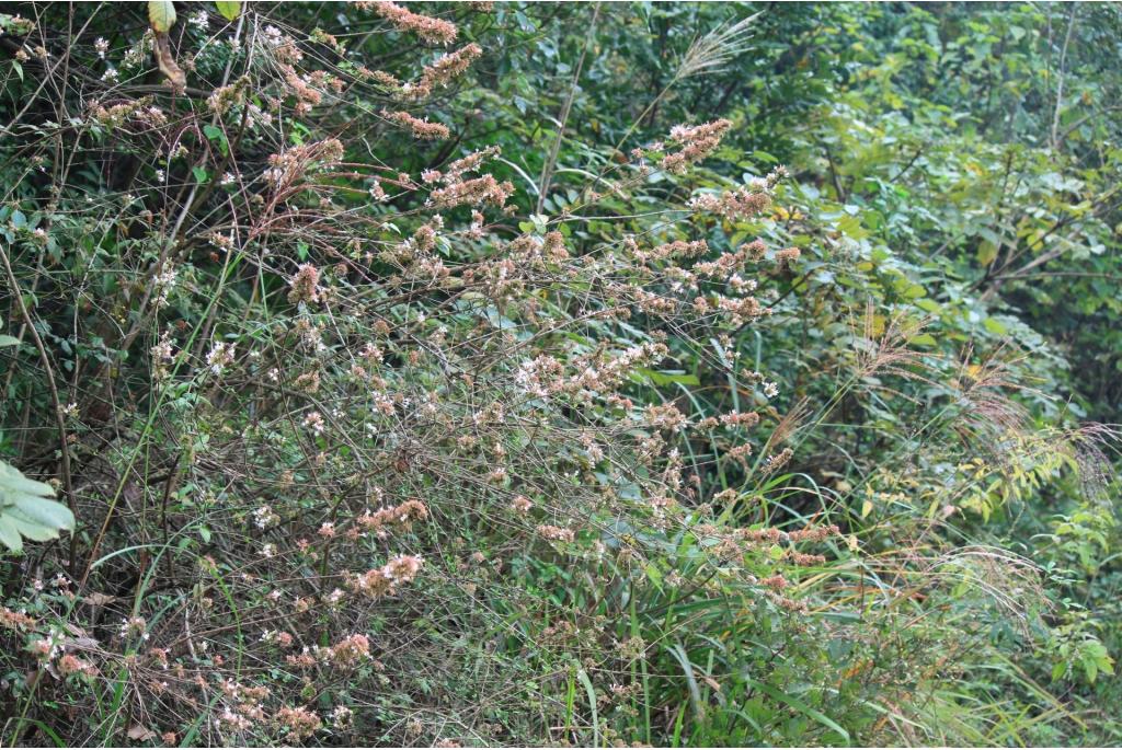 Chinese abelia