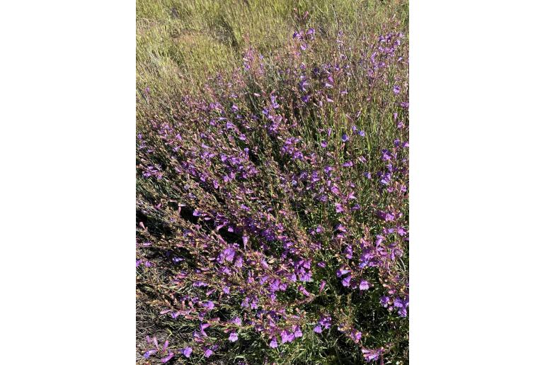 Penstemon heterophyllus var purdyi -1386