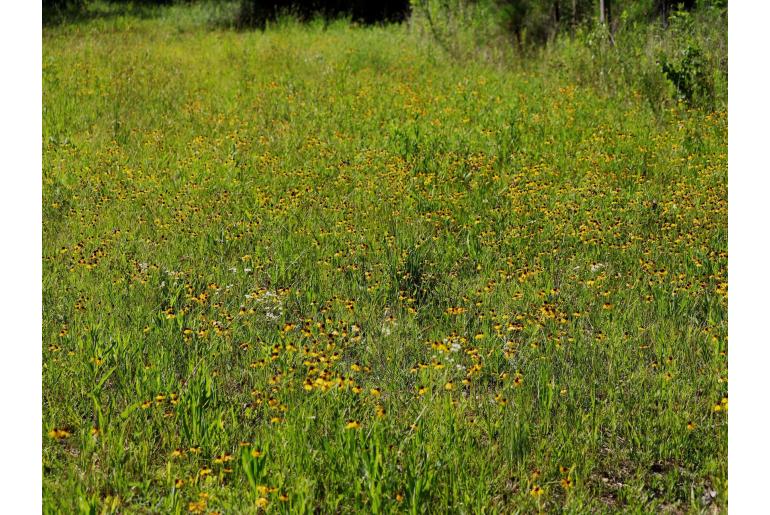 Helenium flexuosum -1387