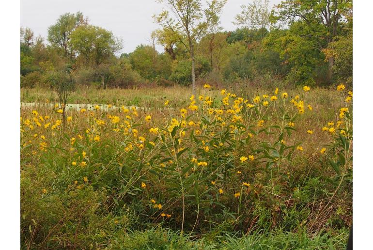 Helianthus giganteus -1398