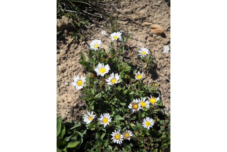 Erigeron melanocephalus -1404