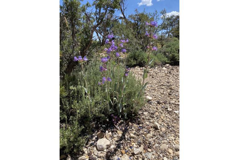 Penstemon pachyphyllus -1408