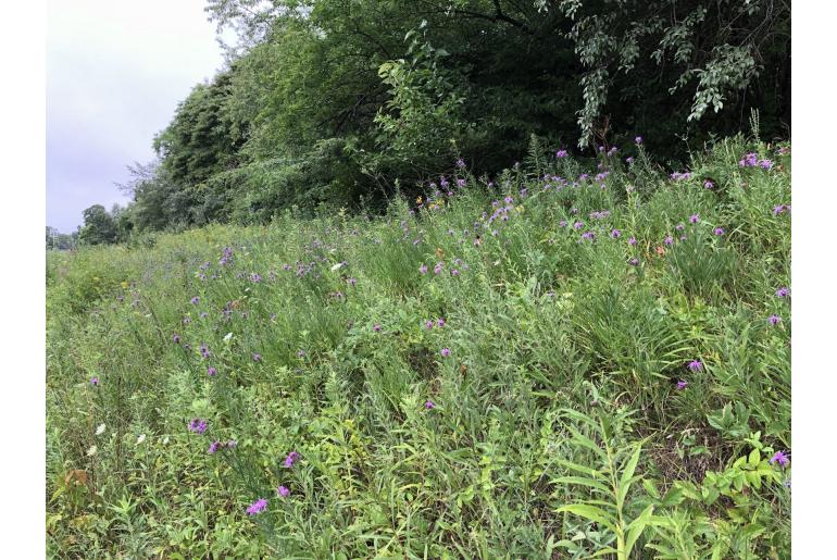 Liatris squarrosa -1412