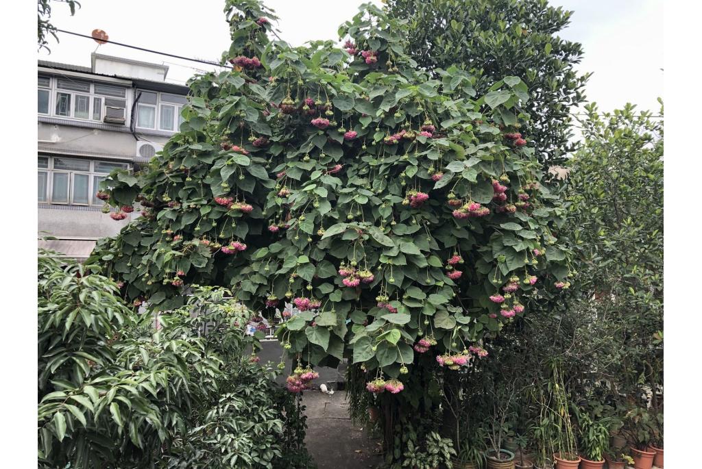 Wallich's dombeya