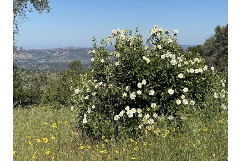 Carpenteria californica -1419