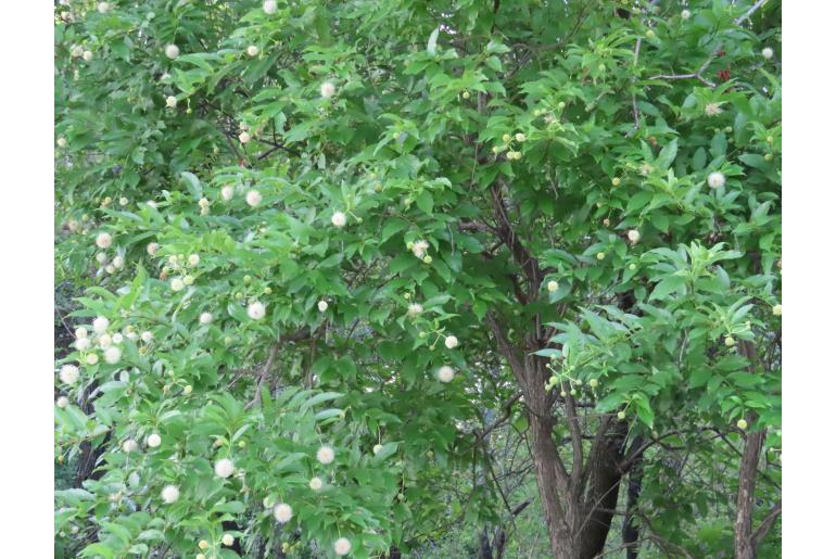 Cephalanthus occidentalis -1421