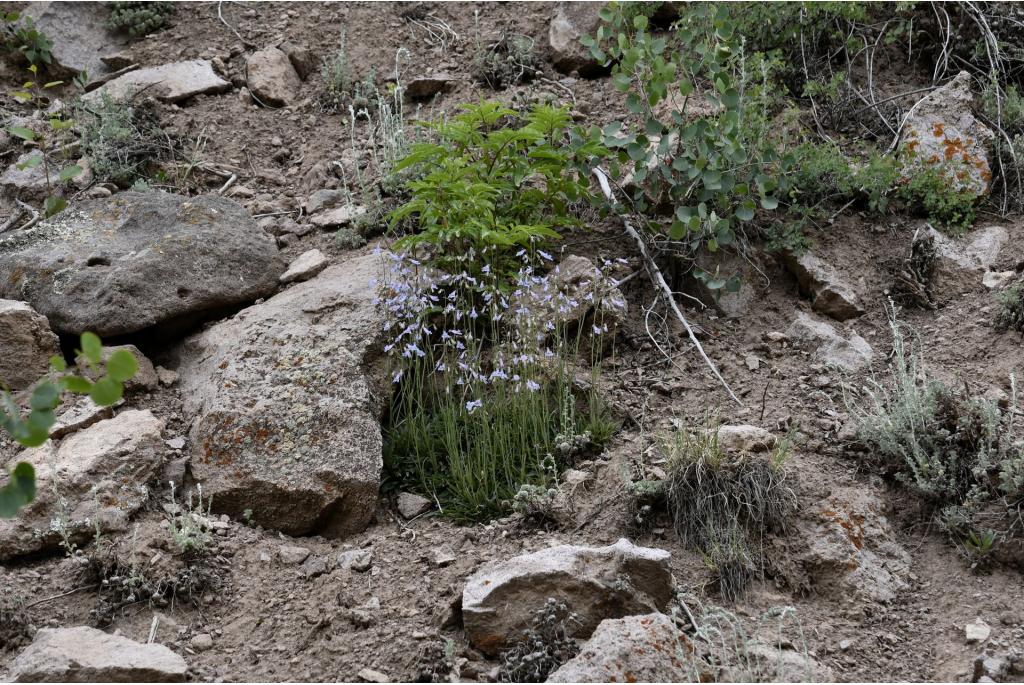 Griffin's Penstemon