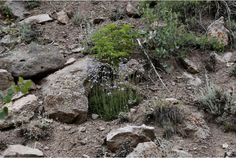 Penstemon griffinii -1429