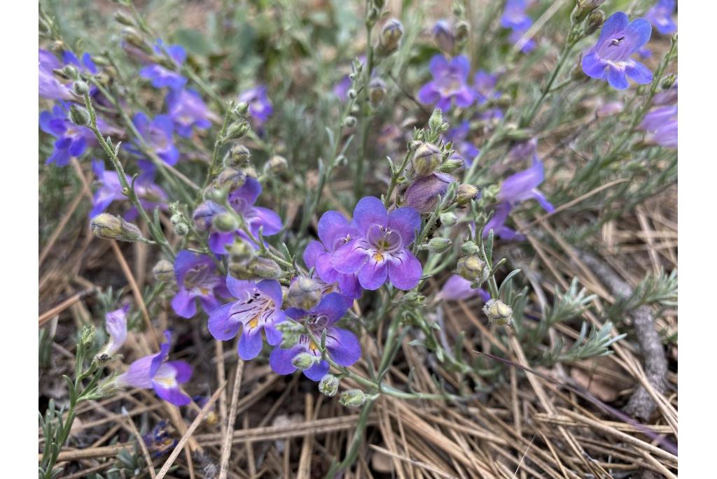 Paddenvlas penstemon