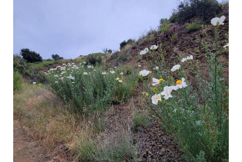 Romneya coulteri -1437