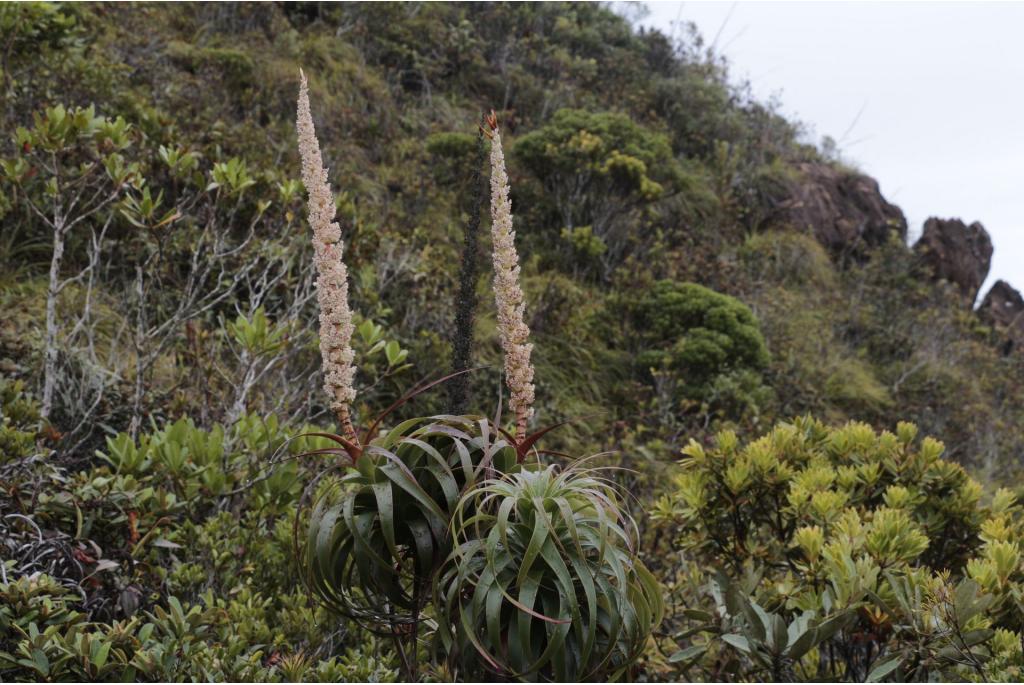 Gekranste Dracophyllum