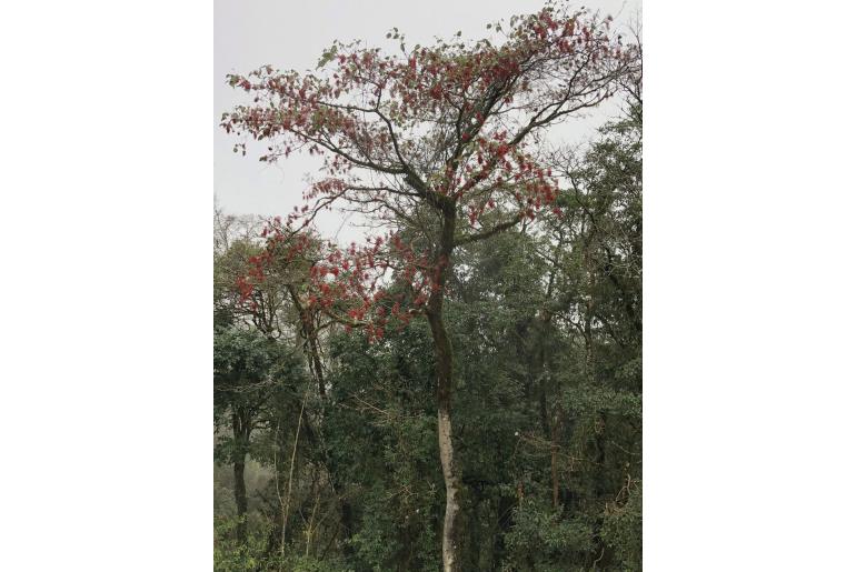 Idesia polycarpa -1440