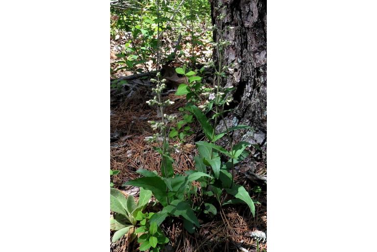 Penstemon pallidus -1446