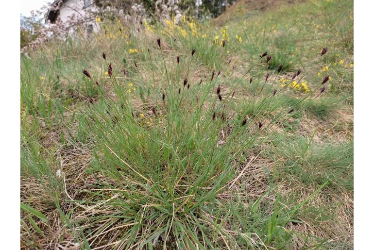 Dianthus carthusianorum -1449