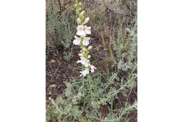 Penstemon virgatus -1453