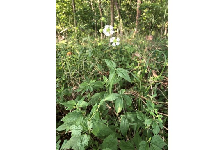 Silene stellata -1460