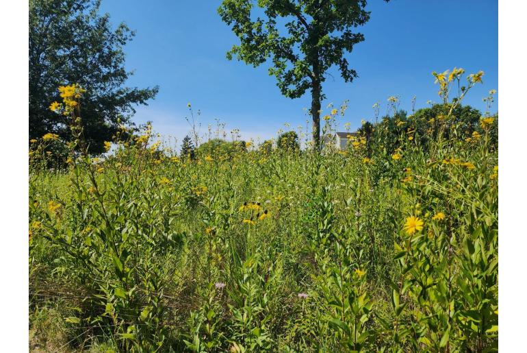 Silphium integrifolium -1471