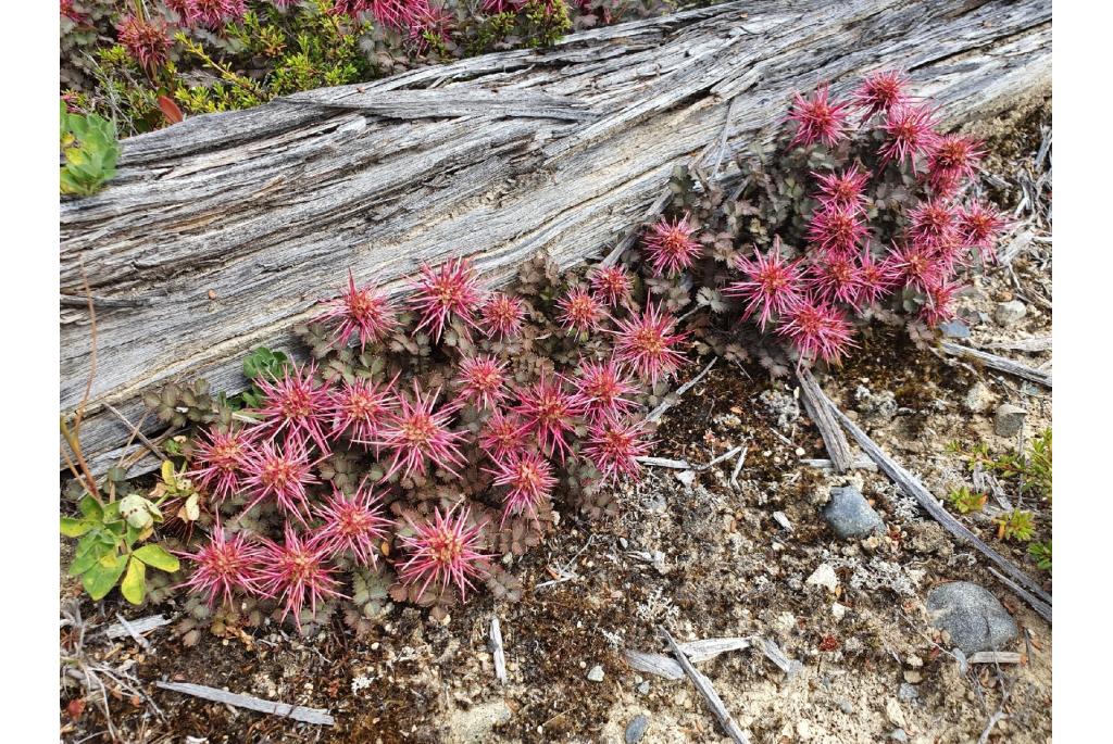 Stekelnootje 'Kupferteppich'