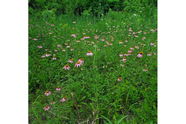 Echinacea purpurea -1484