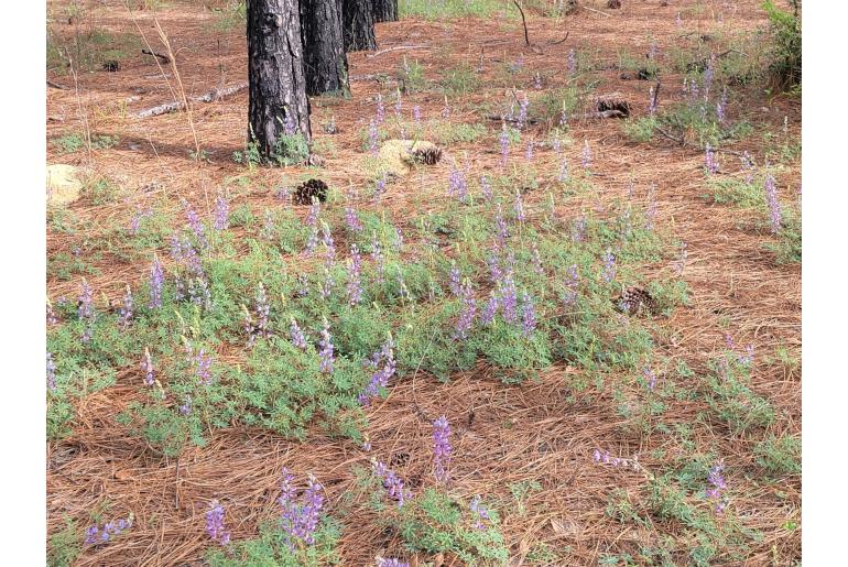 Lupinus perennis -1485