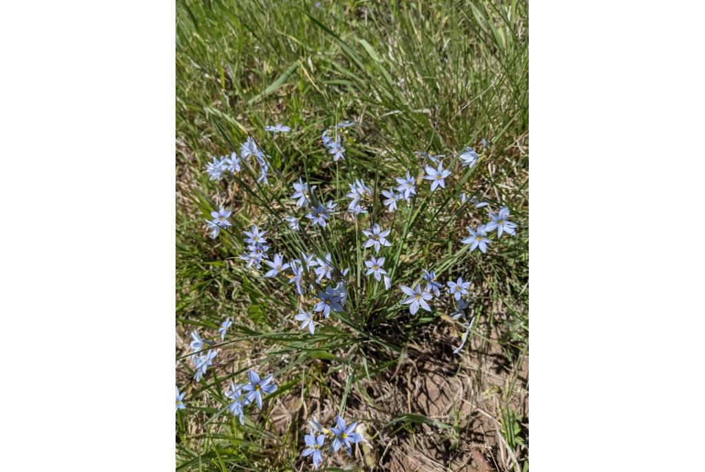 Prairie Blauwogig Gras