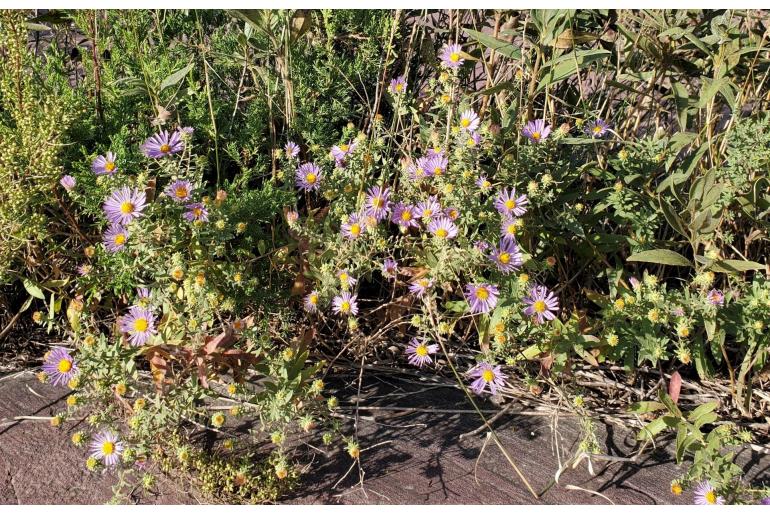 Symphyotrichum oblongifolium -1521