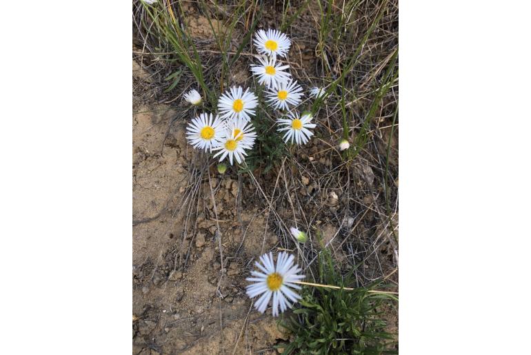 Erigeron ochroleucus -1525