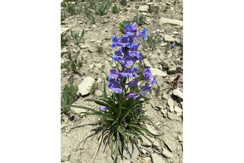 Cary's penstemon