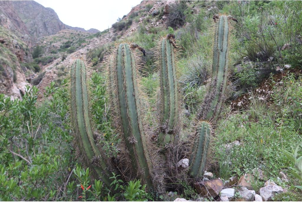 Groothoekige echinopsis