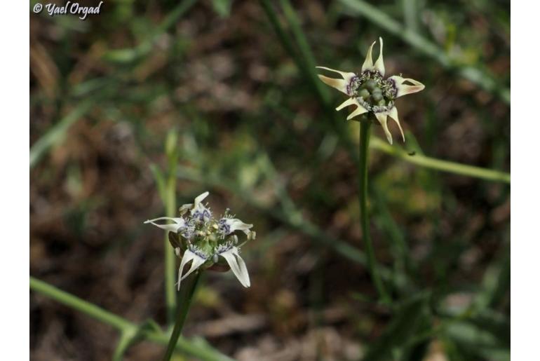 Nigella nigellastrum -1540