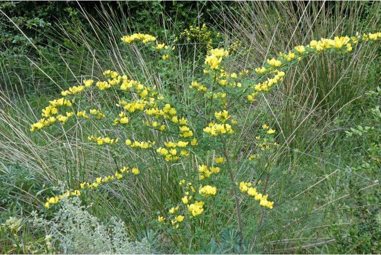 Genista patens -1564