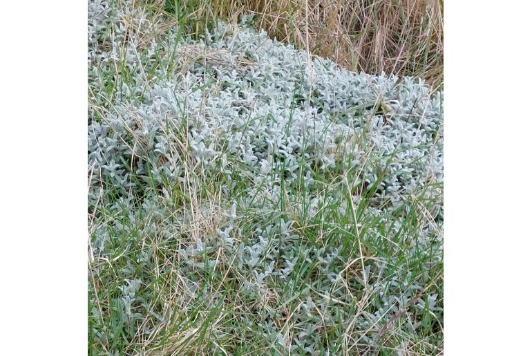 Cerastium tomentosum -1567