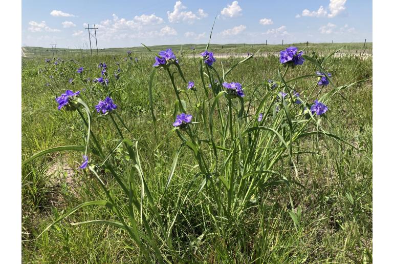 Tradescantia occidentalis -1573