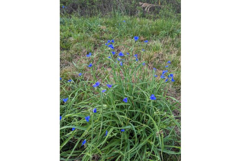 Tradescantia ohiensis -1575