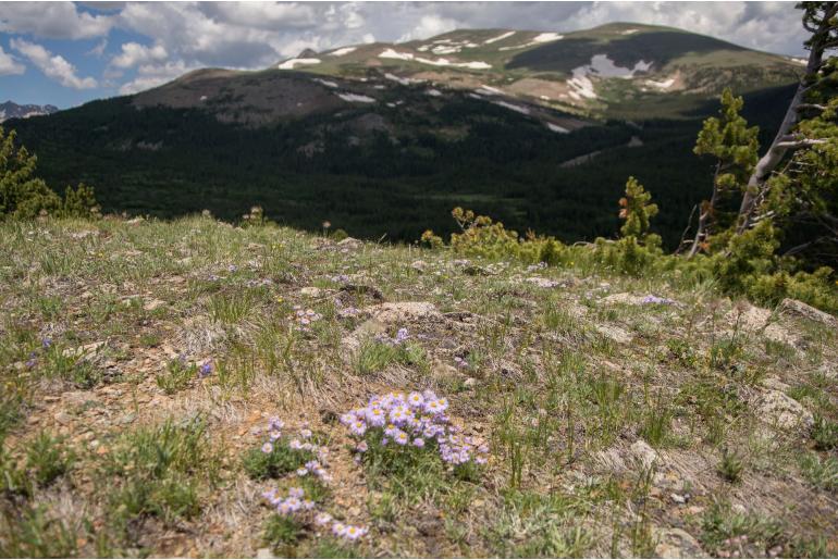 Erigeron pinnatisectus -1577