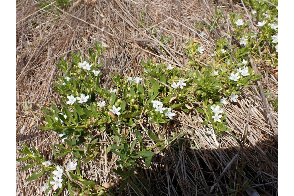 Kleinbladige myoporum