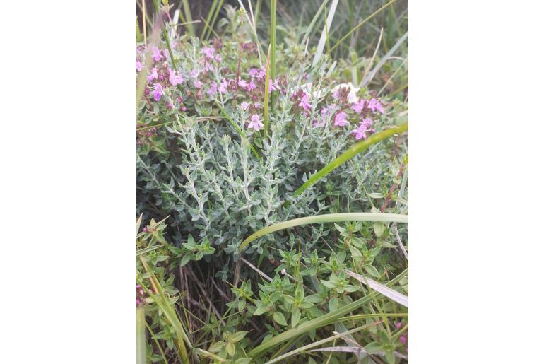 Teucrium marum -1590