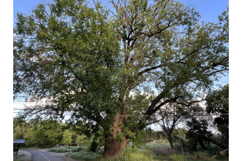 Juglans hindsii -1594