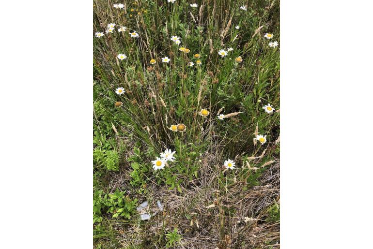 Leucanthemum maximum -1595