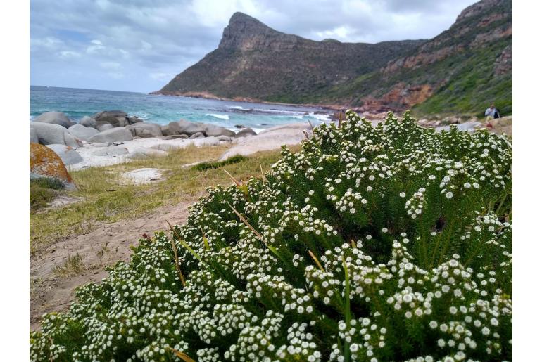 Phylica ericoides -1600