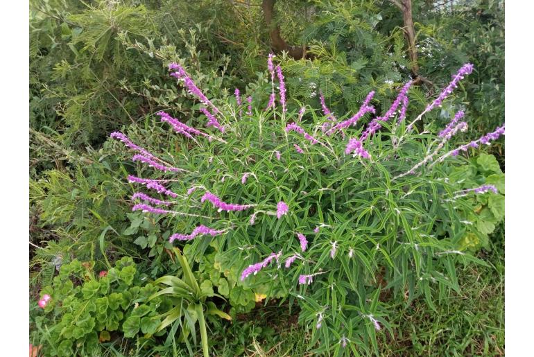 Salvia leucantha -1601